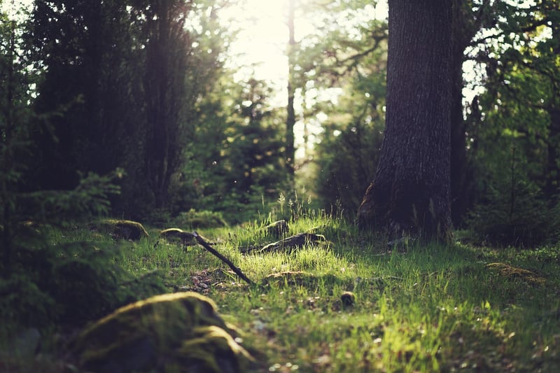 Whimsical Clearing