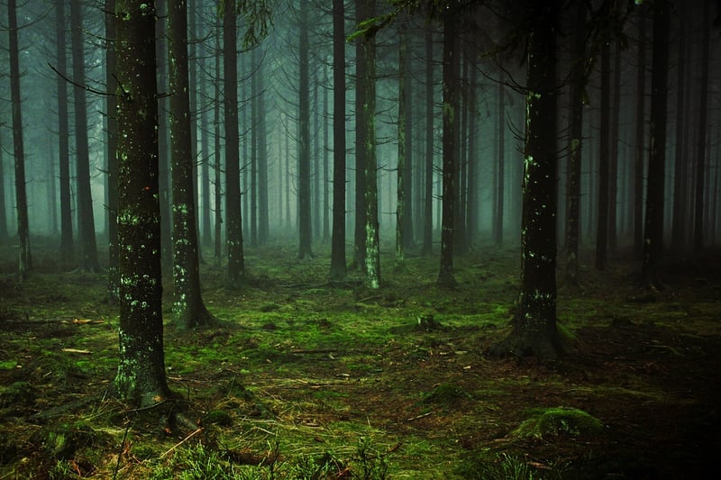 Mossy Backdrops